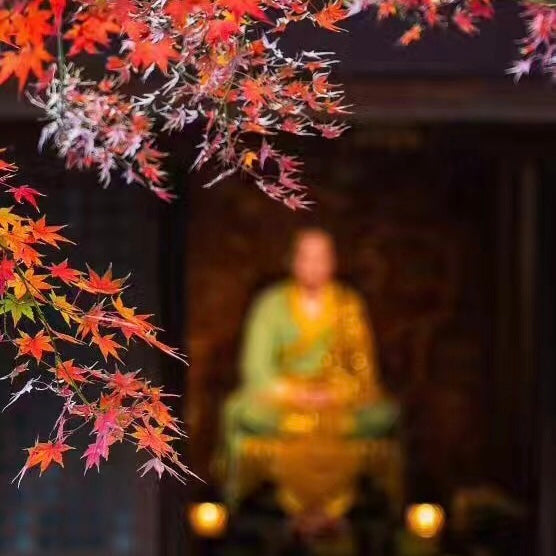 Laoshan sandalwood incense stick